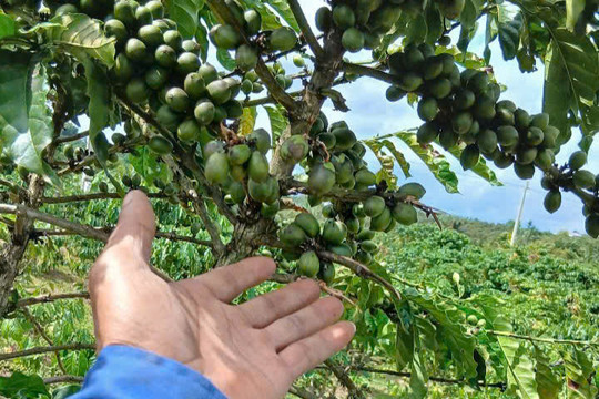Cà phê tại Bảo Lâm 3 bị hái trộm khi chưa vào vụ