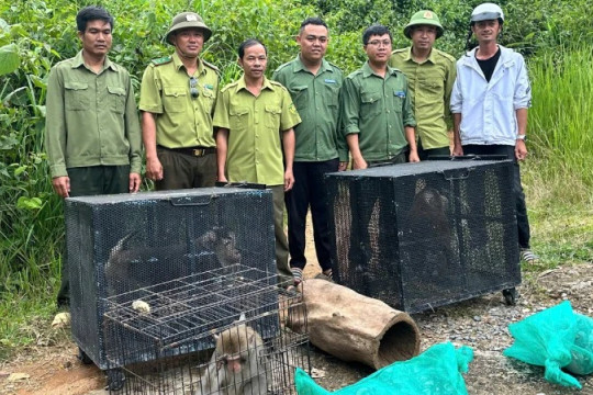 Thả 6 cá thể động vật hoang dã quý hiếm về môi trường tự nhiên Vườn Quốc gia Chư Yang Sin