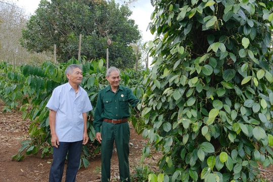 Cựu chiến binh Nguyễn Văn Sơn vượt khó, giúp đời