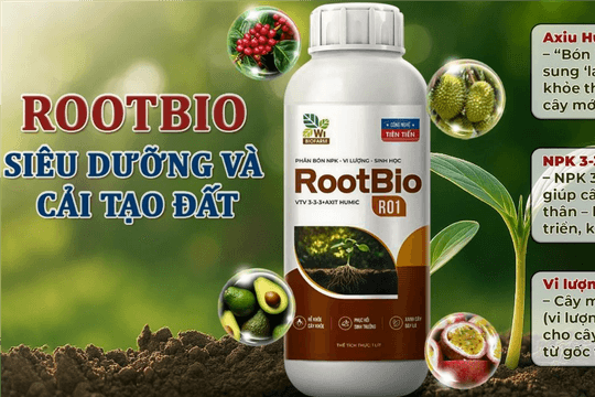 Cách dinh dưỡng cân bằng giúp cây ra hoa - đậu trái đồng loạt