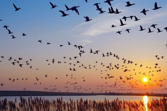 Tăng kiểm soát, xử nghiêm hành vi săn bắt chim hoang dã