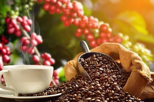 Bản tin nông sản hôm nay (23-9): Giá cà phê bật tăng sau đợt giảm mạnh