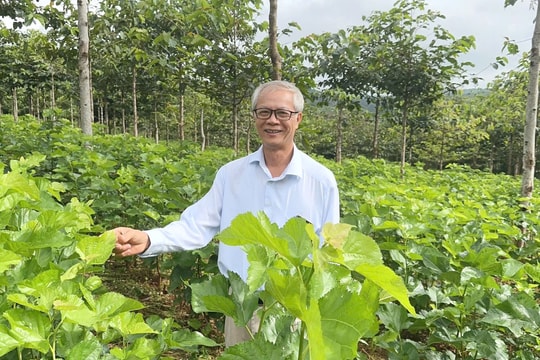 “Cập nhật” cây lâu năm ở Đức An