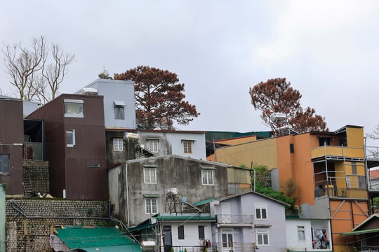 Kiểm tra, xử lý vụ những cây thông nội ô Đà Lạt chết khô