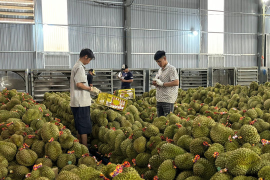Liên kết xuất khẩu sầu riêng chín muộn