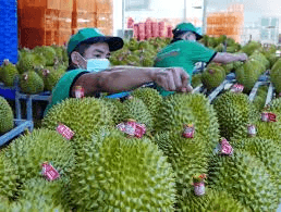 Không để tình trạng trái cây tươi bị ùn ứ tại khu vực biên giới