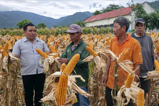 Trình diễn giống bắp lai CP 511S kháng sâu, năng suất cao tại Hàm Thạnh