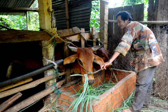Tìm hướng đi cho chăn nuôi nông hộ