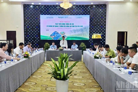 Phát triển rừng trồng gỗ lớn: Giải pháp chiến lược đưa gỗ Việt vươn xa thị trường châu Âu