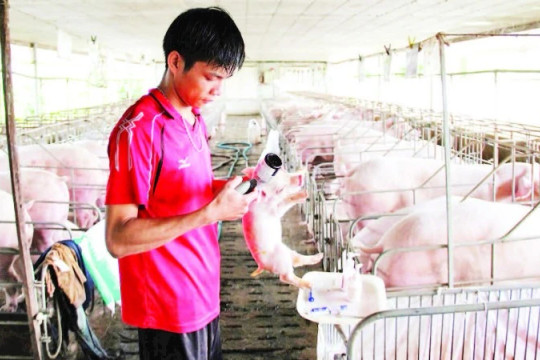 Đắk Lắk tăng cường phòng, chống dịch bệnh trên gia súc, gia cầm