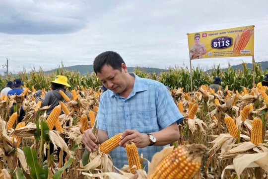 Giống ngô hứa hẹn nâng cao thu nhập cho đồng bào