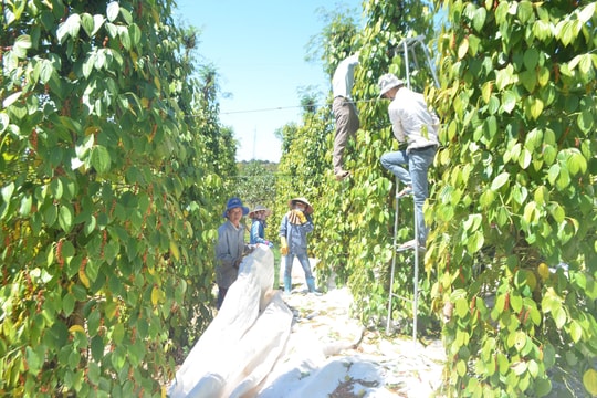 Chủ động sản xuất ứng phó trong mùa mưa, bão