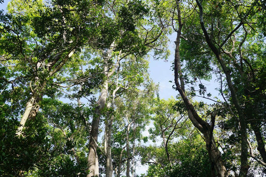 Giữ rừng Tà Kóu
