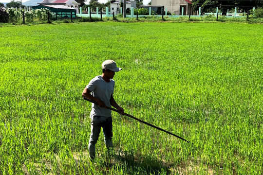 Tập trung phòng bệnh trên lúa vụ mùa