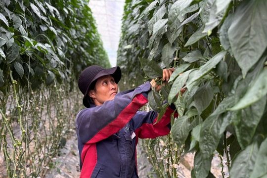 Cơ hội làm việc trong ngành nông nghiệp rộng mở