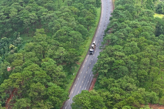 Nỗ lực giữ màu xanh rừng thông dọc quốc lộ 14