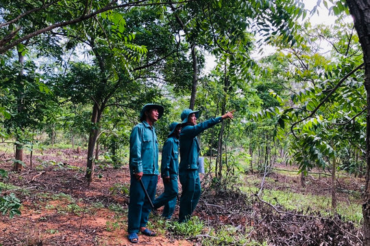 Phối hợp tạo chuyển biến trong quản lý, bảo vệ rừng