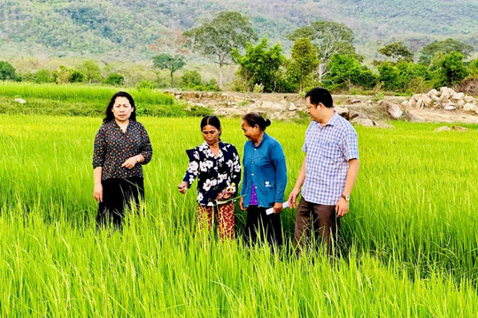 Trung tâm Dịch vụ miền núi hỗ trợ người dân vùng đồng bào phát triển kinh tế