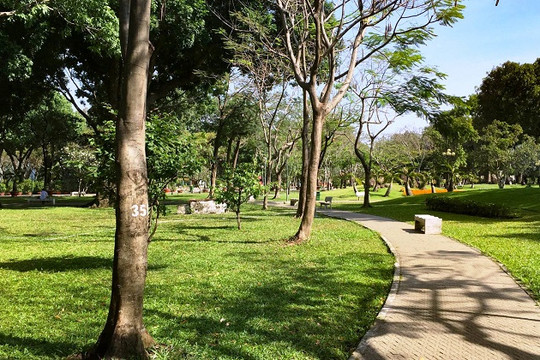 Quy trình quản lý, duy trì cây xanh sử dụng công cộng
