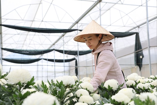 Nữ kỹ sư trẻ Đam Rông 1 đam mê nông nghiệp công nghệ cao