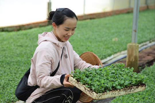 Young Female Engineer Brings High-Tech Agriculture Back to Her Hometown in Dam Rong