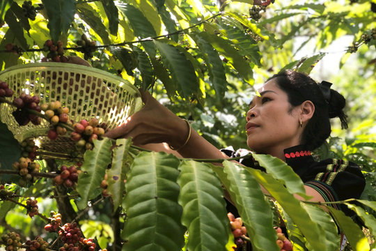 Độc lạ cà phê ủ chóe của cô gái K’ho