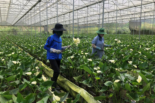 Nông dân Lâm Ðồng sản xuất nông nghiệp bền vững