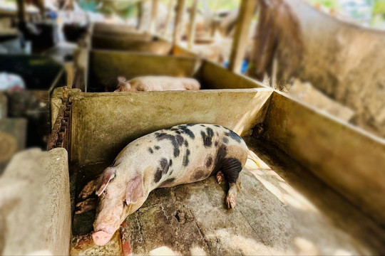 Xử lý việc nuôi thả động vật trong khu dân cư và khu vực cấm
