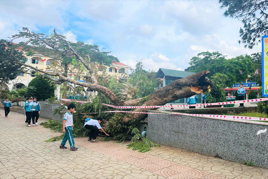 Cây phượng bất ngờ bật gốc trong sân trường tiểu học ở Bảo Lộc