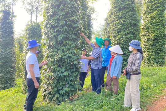 Xây dựng “lá chắn xanh” để bảo vệ môi trường
