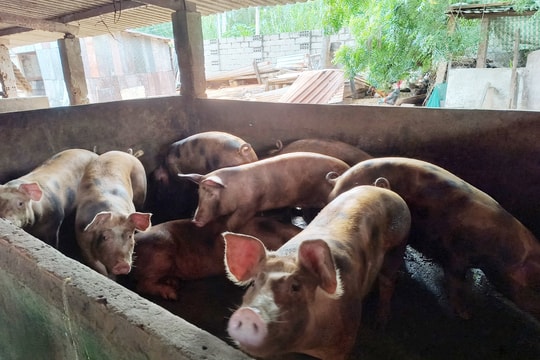 Chăn nuôi vẫn chưa thân thiện với môi trường