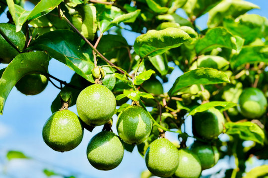 Chanh dây Đông Nam Lâm Đồng lần đầu tiên đạt chuẩn VietGAP