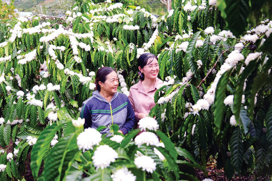 Chỉ dẫn địa lý - Định vị thương hiệu cà phê Lâm Đồng