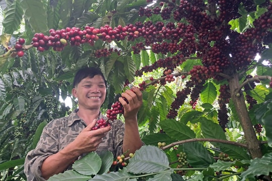 Một cơ sở dữ liệu - nhiều vùng sản xuất cùng phát triển