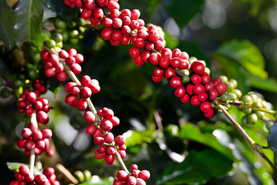 Giá cà phê ngày 24/10/2025: Robusta giảm sâu gần 4%, Arabica rời đỉnh do dự báo mưa