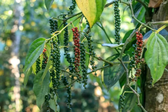 Giá tiêu hôm nay 24/10/2025: Tiêu nội địa lao dốc