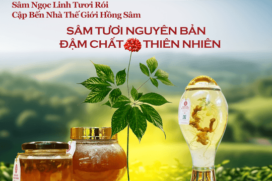 Sâm Ngọc Linh Kon Tum: Tinh hoa đại ngàn và hành trình vươn tầm thế giới