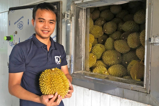 Freezing Durian for Export