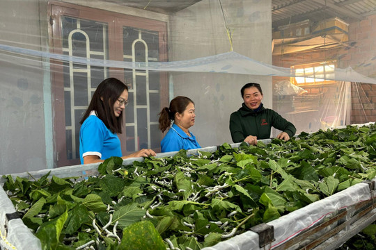 Xanh trên vùng đất kinh tế mới