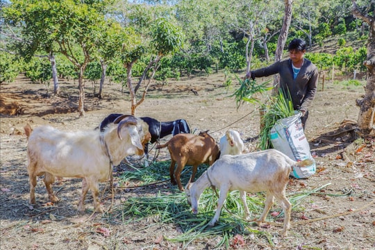 Niềm tin vươn lên của đồng bào Trường Xuân