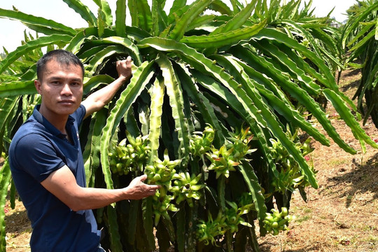 Elevating Dragon Fruit to a National Key Crop