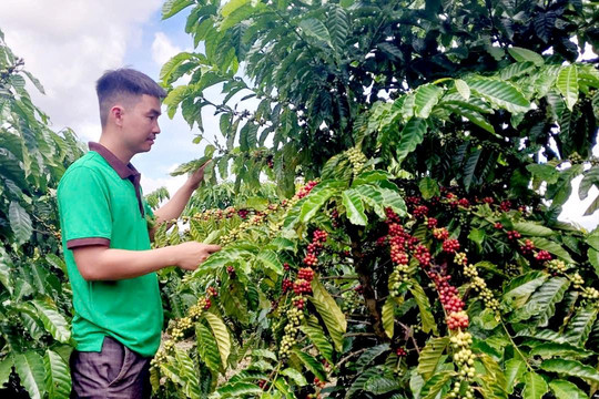 Nông dân phấn khởi vào vụ thu hoạch cà phê