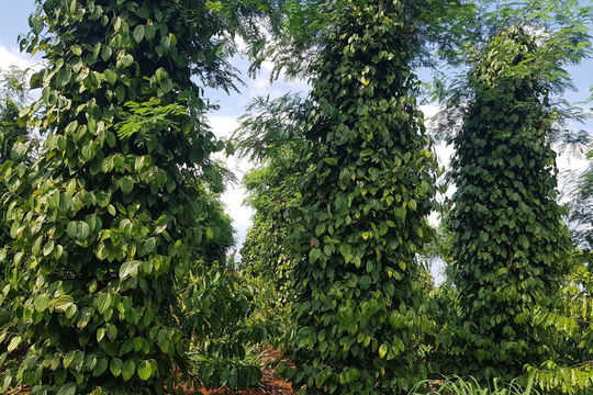 Giá tiêu hôm nay 27/10: Mở đầu tuần bằng đà tăng mạnh 2.000 đồng/kg