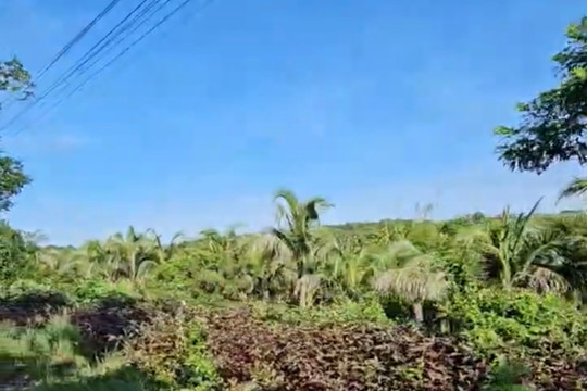 Kiên quyết thu hồi đất lấn chiếm tại dự án Khu đô thị Hàm Tiến - Mũi Né