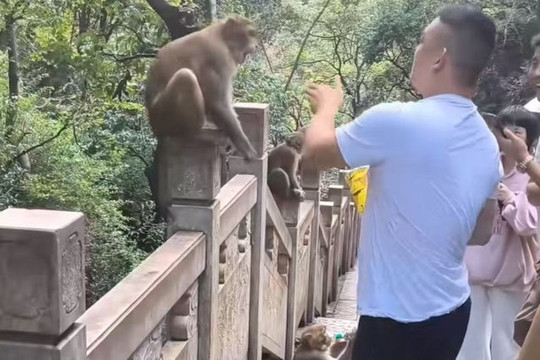 Công viên Thiên Lĩnh: Cảnh báo sau vụ du khách bị khỉ đá vào mặt