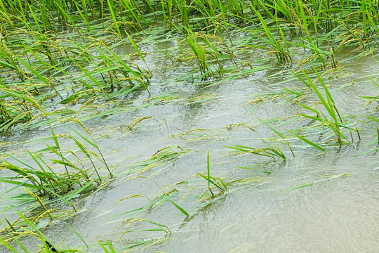 Lâm Đồng hướng dẫn phục hồi sản xuất trồng trọt sau mưa lũ