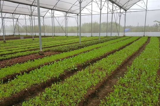 Giá tiêu hôm nay 30/10/2025: T ừ Gia Lai đến Lâm Đồng cùng tăng 1.000 đồng