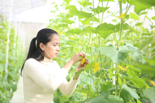 Lâm Đồng ban hành chính sách hỗ trợ sản xuất VietGAP giai đoạn 2026 - 2030