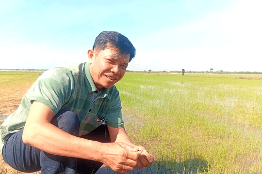 Gieo mầm sạch trên đất khó: Chuyện những đảng viên không ngại cầm cày, làm lúa hữu cơ