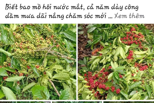Cà phê “tặc” lộng hành, nông dân đau xót vì cây trồng bị cắt phá